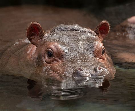 Beautiful Baby Hippo | San Diego Zoo Wildlife Explorers