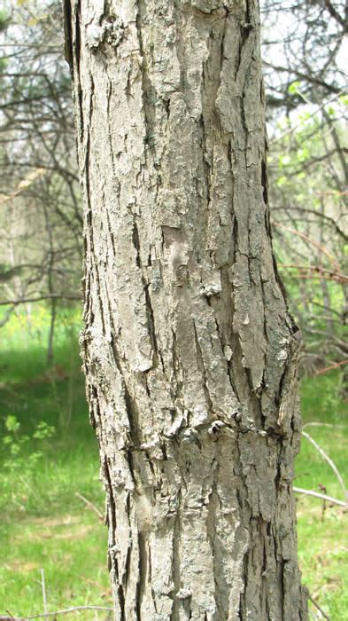 White Oak - Quercus alba | The Arboretum