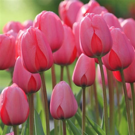 10 Spring Blooming Pink Tulips