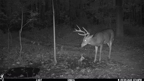 Whitetail trail cam pictures needed | Hunt Talk