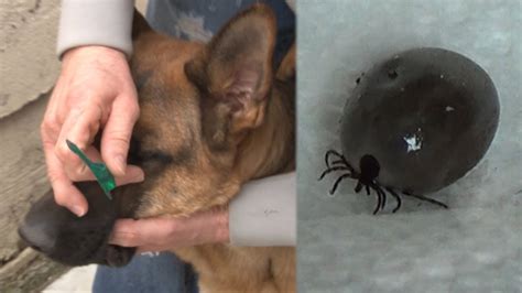 How To Remove A Tiny Tick From Dog - HOWTORMEOV