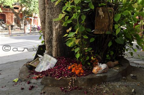 Peepal, Truly A People’s Tree? – JaipurThruMyLens