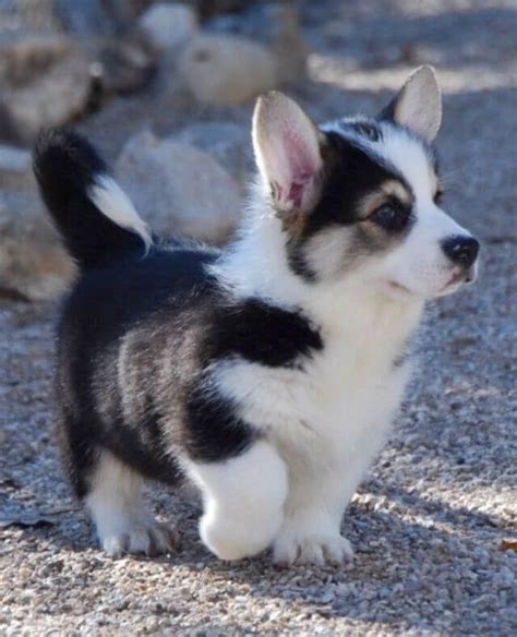 Corgi Husky Mix (A Brave, Brainy, And Adorable Dog Breed)