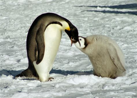 Emperor Penguin Chick Feeding Photograph by Carole-Anne Fooks