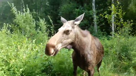 Moose Attack Caught On Camera By Norwegian Photographer Is Truly ...