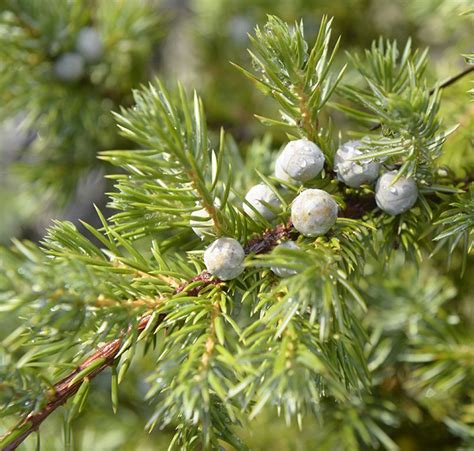 Junipers are Versatile and Varied | Dunedin Botanic Garden Official Website