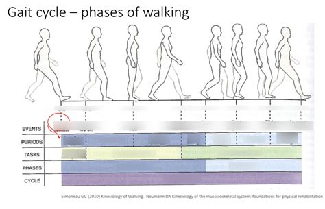 Gait Cycle - Phases of Walking (Diagram) Diagram | Quizlet