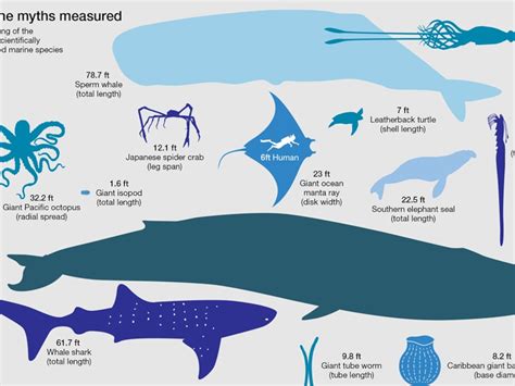 Megalodon Shark Size Vs Blue Whale