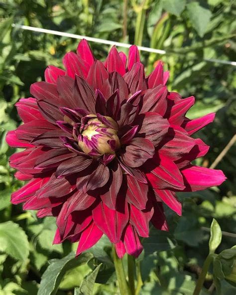 19 Black Dahlia Flower Varieties + How to Grow Black Dahlia