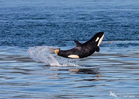 Photos of a Happy Baby Orca Leaping Out of the Sea | PetaPixel