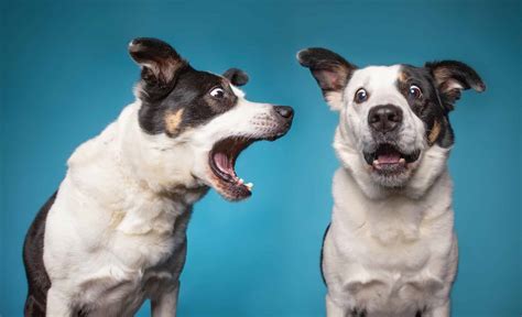 Non-stop barking: Determine cause, then use training to stop