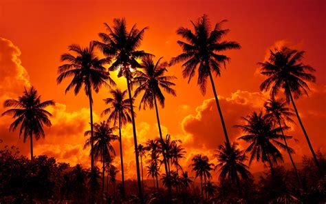 Red sunset palms wallpaper | 2880x1800 | #31612