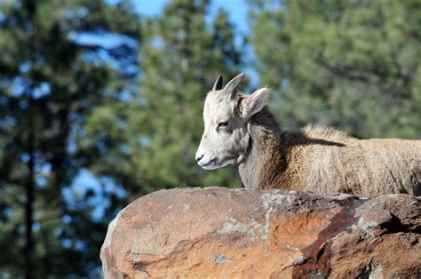 Baby Mountain Goat Free Stock Photo - Public Domain Pictures