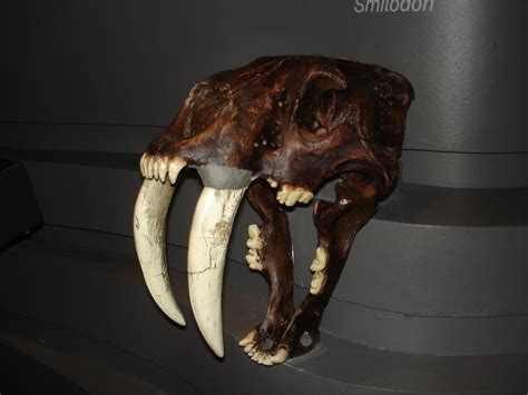 Saber tooth tiger skull-1 by Flyg-stock on DeviantArt