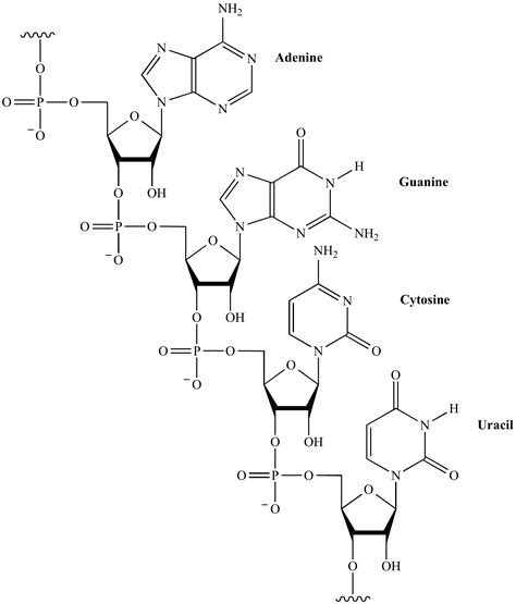 Illustrated Glossary of Organic Chemistry - RNA