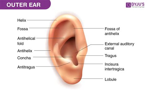 External Ear Diagram Labeled