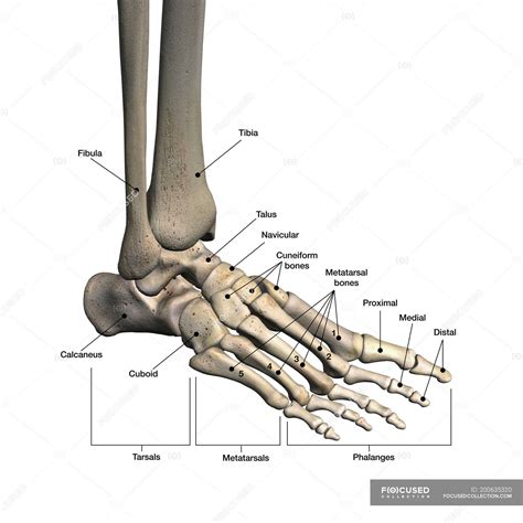 Diagram Of The Human Foot Bones