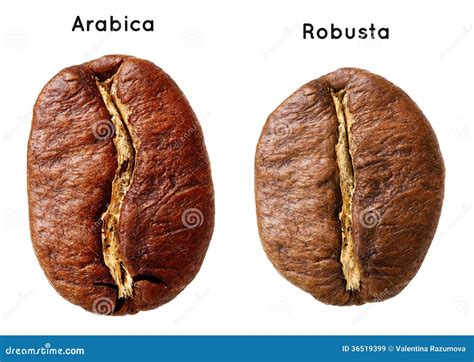 Why Choose Arabica Coffee Beans Tea Coffee