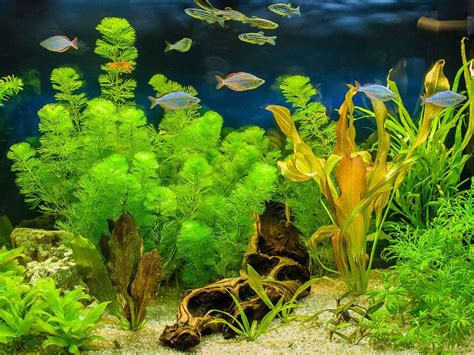 Growing Aquarium Plants - How To Grow Aquarium Plants