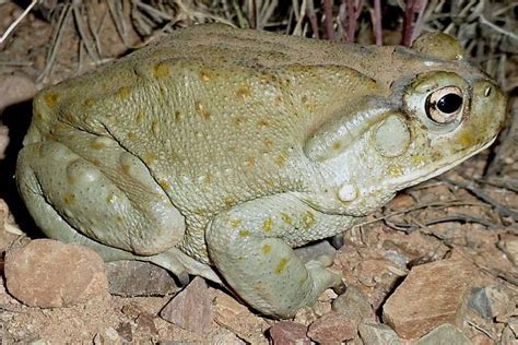 Colorado River toad (Incilius alvarius)