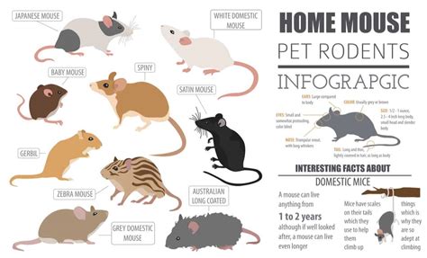 Top 106 + Rodent animals examples - Lifewithvernonhoward.com