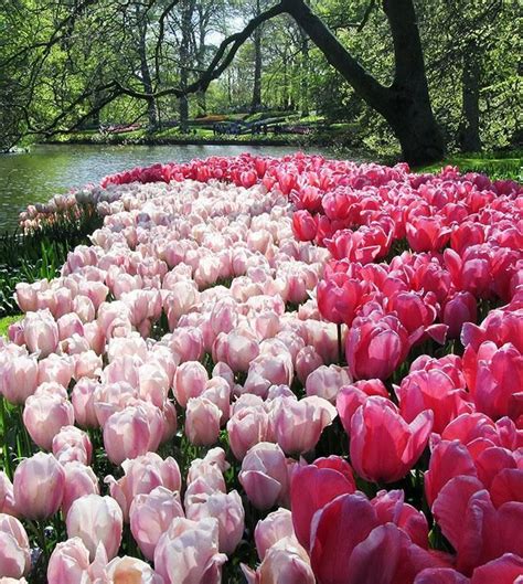 Tulip season in Holland - Keukenhof Day Tour Tulip Season, One Suitcase, Rotterdam Netherlands ...