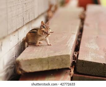 293 Hibernating Chipmunks Stock Photos, Images & Photography | Shutterstock