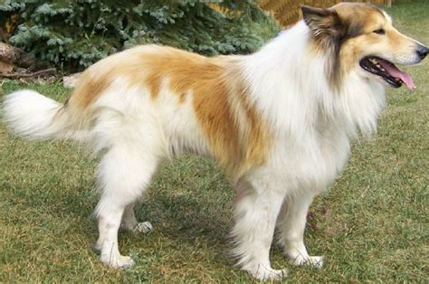 Scotch Collie (Scottish Collie) Info, Temperament, Puppies, Pictures