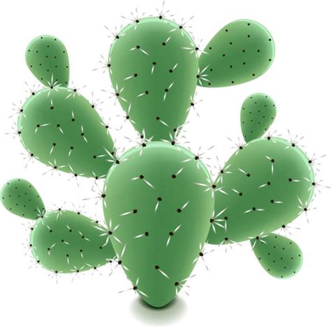 Prickly Pear Cactus Clip Art, Vector Images & Illustrations - iStock