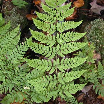 Fern life cycle « Botany Blog