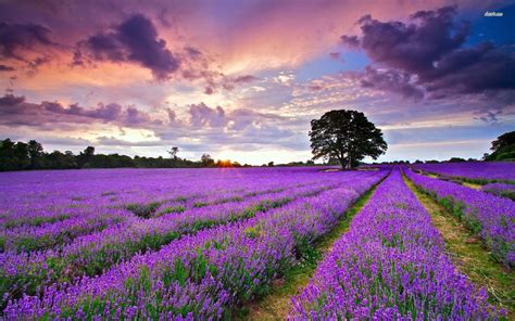 Lavender Field Sunset Wallpapers - Top Free Lavender Field Sunset Backgrounds - WallpaperAccess