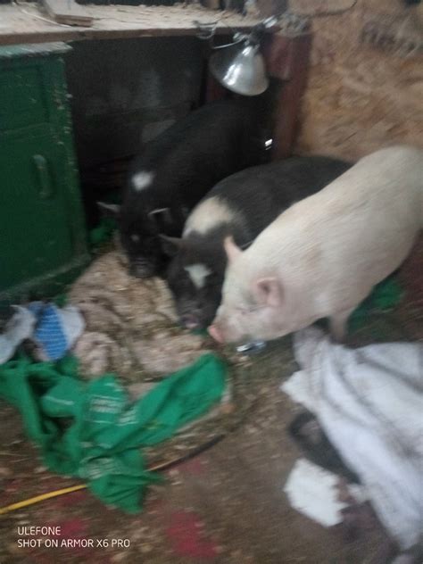 American mini pig | Livestock | Napanee | Kijiji