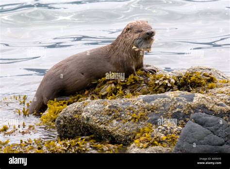 Sea Otter eating a halibut fish in Alaska Stock Photo - Alamy