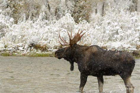 Moose in the Snow - Tales from the Backroad