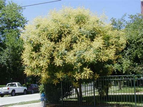 Koelreuteria paniculata | Kiefer Nursery: Trees, Shrubs, Perennials