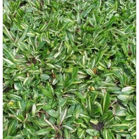 Jual rumput gajah variegata | Shopee Indonesia