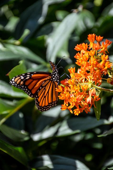 Monarch Butterfly Habitat — Heritage Garden