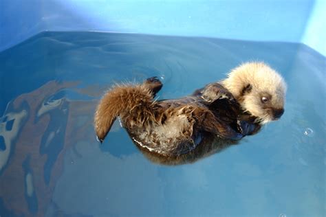 Vancouver Aquarium on | Baby otters, Baby sea otters, Otters cute