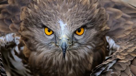 nature, Animals, Birds, Yellow Eyes, Feathers, Wings, Depth Of Field ...