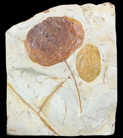 Fossil Leaves (Zizyphoides & Dogwood) - Montana (#53303) For Sale - FossilEra.com