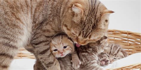 Cat birth | International Cat Care