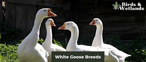 White Goose Breeds - Birds & Wetlands