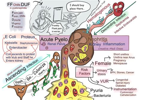 Acute Pyelonephritis - Creative Med Doses