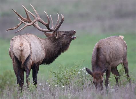 NORTHERN YELLOWSTONE ELK HERD DECLINING!!! - Montana Hunting and Fishing Information