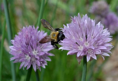 Carpenter Bees – Native Beeology