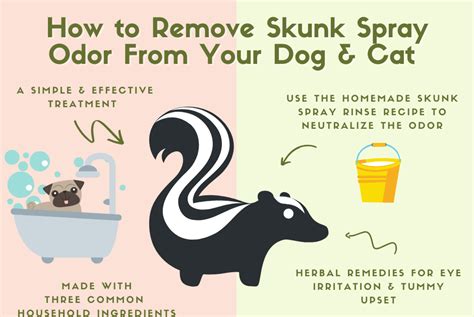 Ottawa Valley Dog Whisperer : How to Remove Skunk Spray Odor from a Dog ...