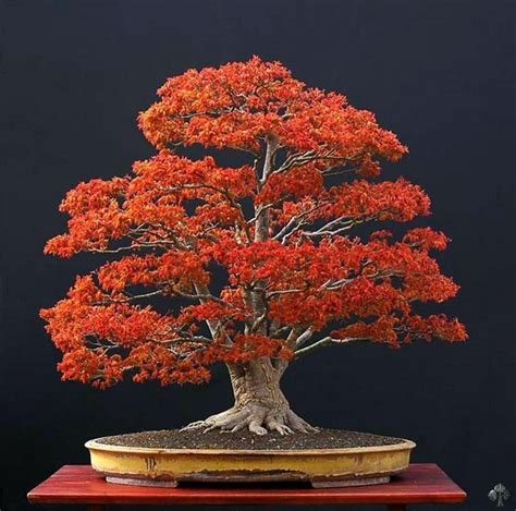 Choosing a Bonsai pot for your tree - Bonsai Empire