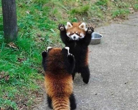 When the red panda feels threatened they stand up with their paws in the air : r/aww