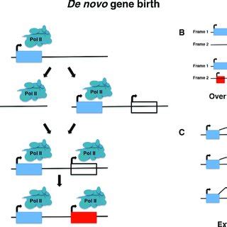 (PDF) De novo gene birth