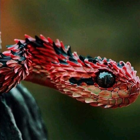 27 best The Atheris Squamigera Viper Venom Snake images on Pinterest ...